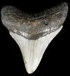 Bargain, Megalodon Tooth - North Carolina #54755-1